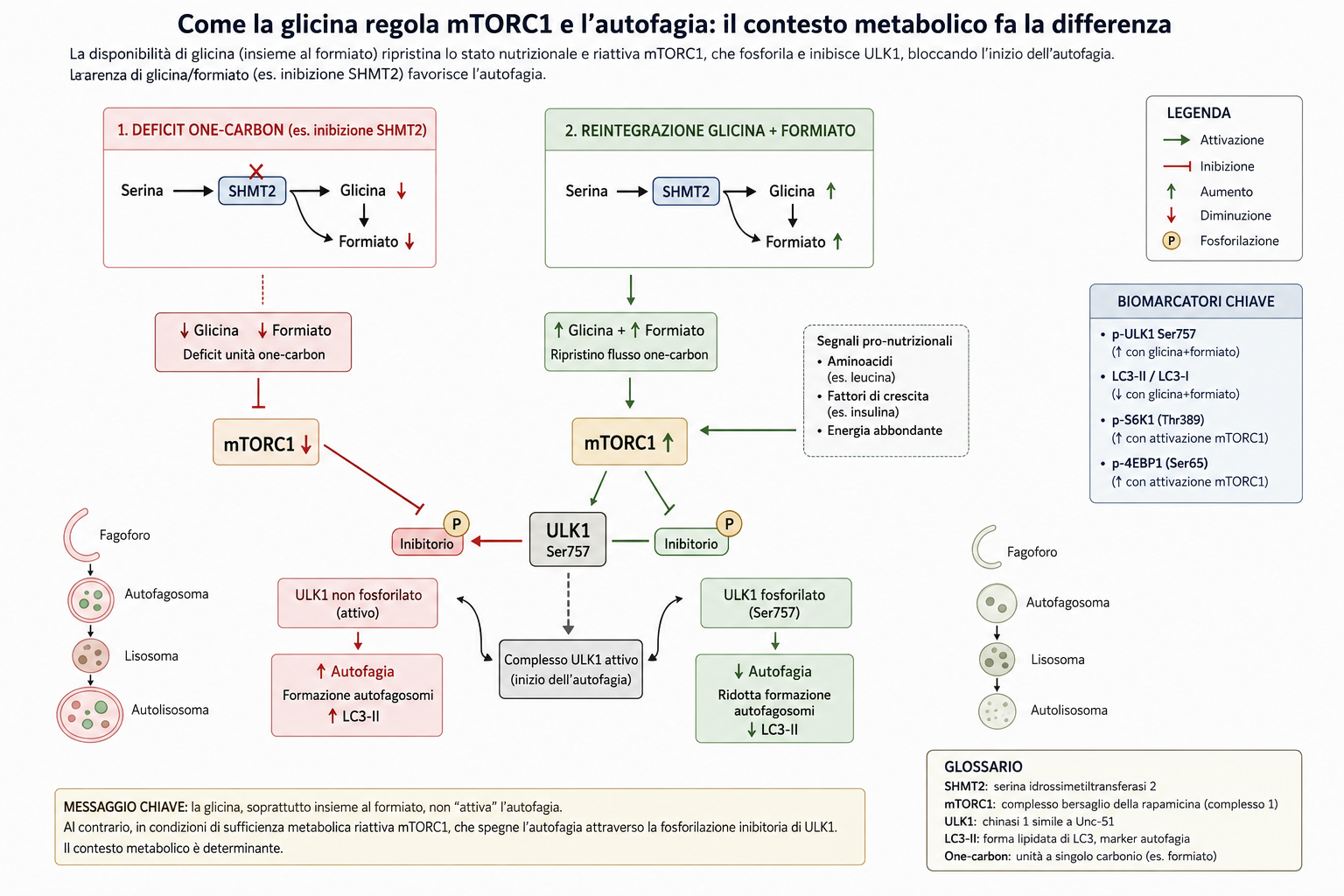 Autofagia è davvero il nuovo “interruttore della longevità”? Ecco cosa ci dice la scienza